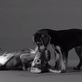 Jimmy Fallon's "First Kiss" Video Parody With Puppies Jimmy Fallon's "First Kiss" Video Parody With Puppies