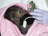 Doctors Watching Over Baby Gorilla Born via C-section at San Diego Zoo Doctors Watching Over Baby Gorilla Born via C-section at San Diego Zoo