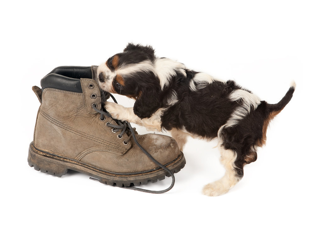 Top 10 Things Dogs Eat (Other Than Food)! Top 10 Things Dogs Eat (Other Than Food)!