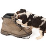 Things Dogs Shouldn't Eat Things Dogs Shouldn't Eat
