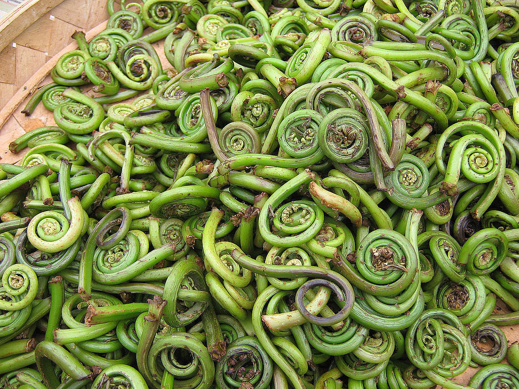 Fiddlehead Ferns Fiddlehead Ferns