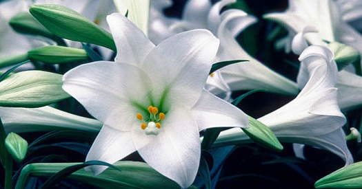 P.L.O.W. (Play List of the Week): Easter Mix P.L.O.W. (Play List of the Week): Easter Mix