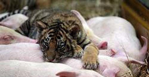 More Interspecies Lovin' More Interspecies Lovin'