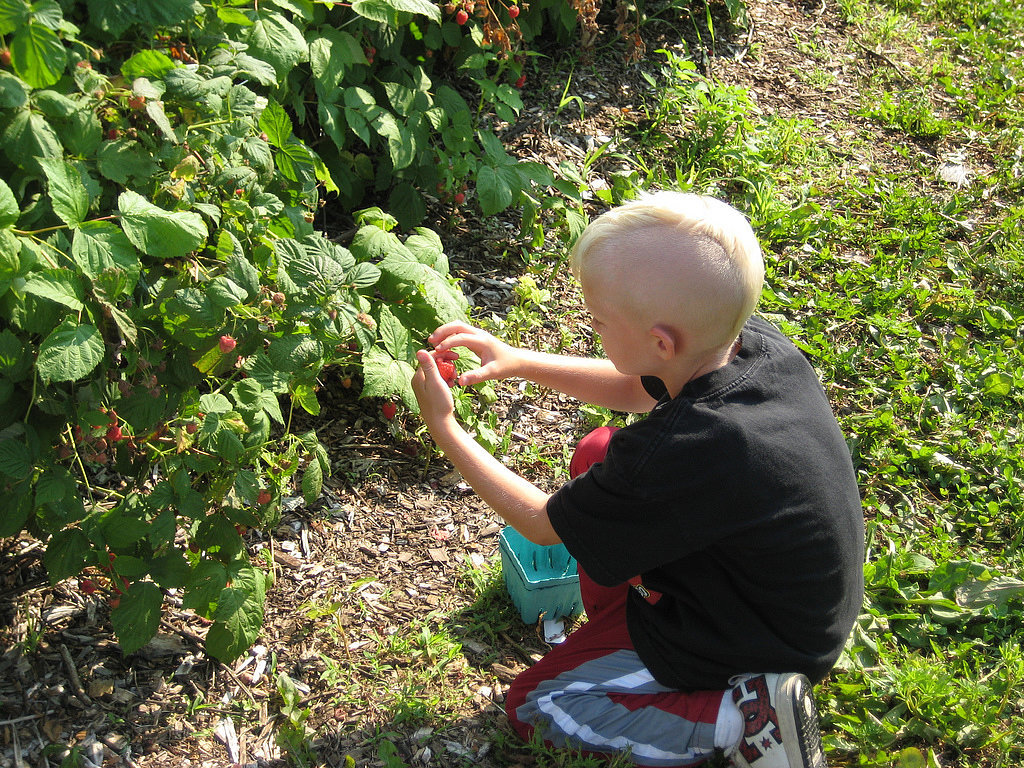 Pick Some Strawberries Pick Some Strawberries