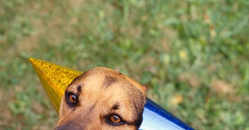 Come Paw-ty With Me: Dog Birthday - The Look & Music Come Paw-ty With Me: Dog Birthday - The Look & Music