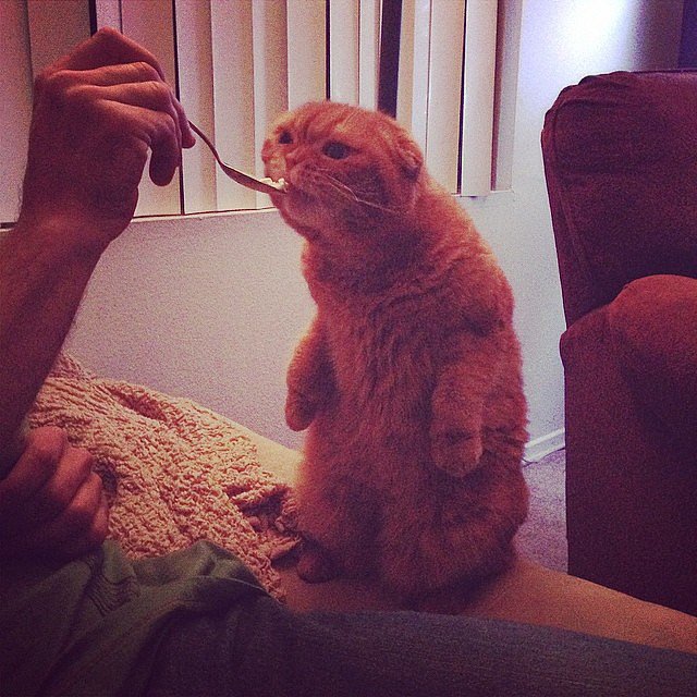"This is my cousin's cat being spoon-fed ice cream. This cat is a ridiculous animal."
Source: Reddit user NoGoddamnNamesLeft via Imgur
"This is my cousin's cat being spoon-fed ice cream. This cat is a ridiculous animal."
Source: Reddit user NoGoddamnNamesLeft via Imgur