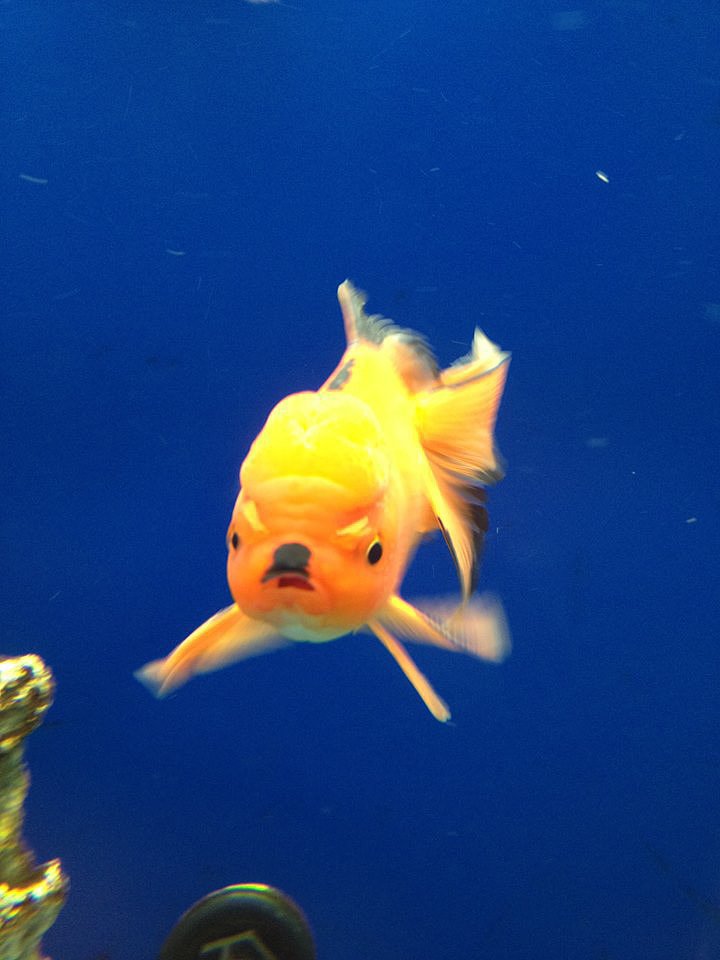 "I see your angry goldfish and raise you my evil Hitler goldfish."
Source: Reddit user LoganTurk via Imgur
"I see your angry goldfish and raise you my evil Hitler goldfish."
Source: Reddit user LoganTurk via Imgur