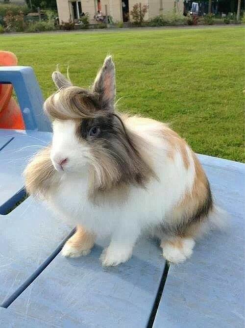 "A hare with flair."
Source: Reddit user antihero17 via Imgur
"A hare with flair."
Source: Reddit user antihero17 via Imgur