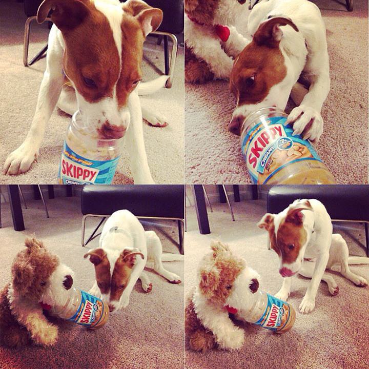 "Friend gave her dog an empty peanut butter jar last night and he shared it with his stuffed puppy."
Source: Reddit user StarryEyedLepus via Imgur
"Friend gave her dog an empty peanut butter jar last night and he shared it with his stuffed puppy."
Source: Reddit user StarryEyedLepus via Imgur