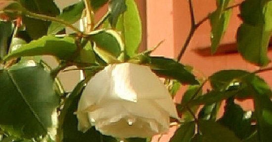 Garden Therapy: Can You Help With This Rose? Garden Therapy: Can You Help With This Rose?