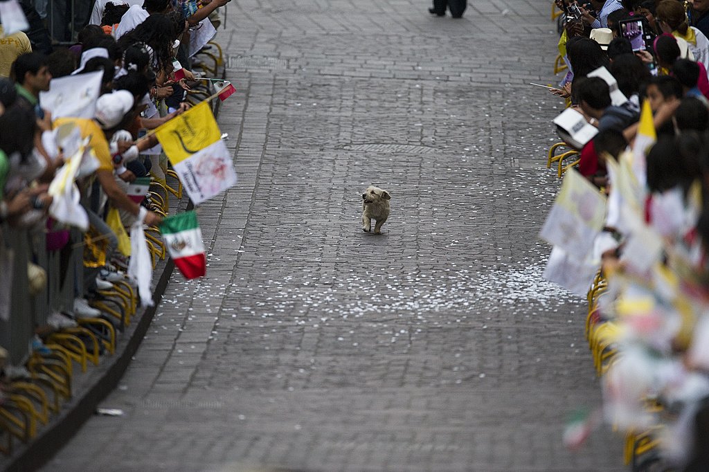 This Dog That Thinks the Parade Is All For Him This Dog That Thinks the Parade Is All For Him