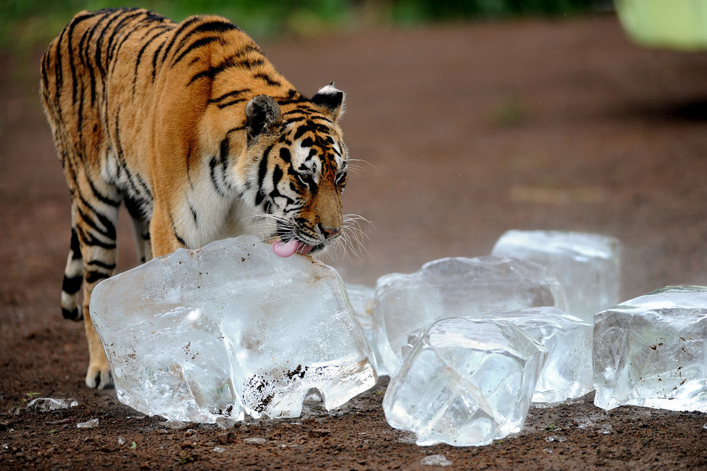Tiger Licking Ice to Cool Down Tiger Licking Ice to Cool Down