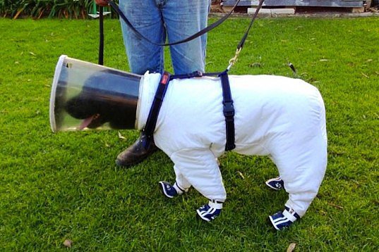 This Dog in a Bee Safety Suit This Dog in a Bee Safety Suit