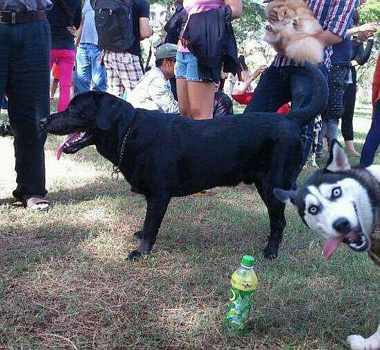 Husky Photobomb Husky Photobomb