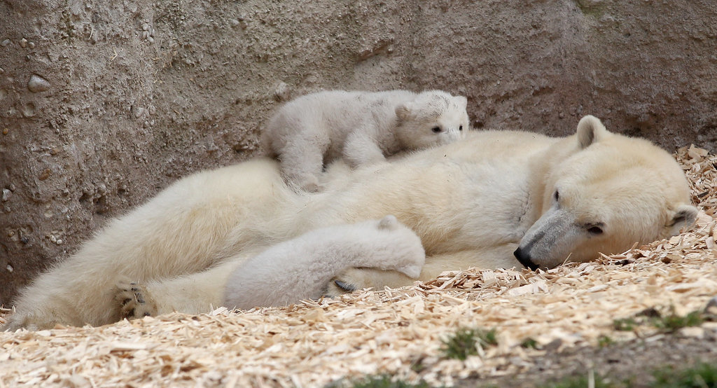 Polar Bear Cubs Sleep on Mom Polar Bear Cubs Sleep on Mom