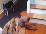 Dachshund Stuck in Coat Sleeve Will Not Be Kept from Guard Duty Dachshund Stuck in Coat Sleeve Will Not Be Kept from Guard Duty