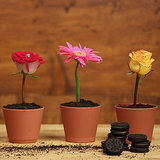 Flower-Pot Dessert Flower-Pot Dessert