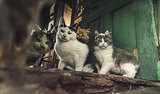 Sterilization Over Euthanasia Sought for Feral Cats in US Sterilization Over Euthanasia Sought for Feral Cats in US