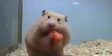 Watch A Tiny Hamster Inhale 5 Baby Carrots In A Matter Of Seconds Watch A Tiny Hamster Inhale 5 Baby Carrots In A Matter Of Seconds