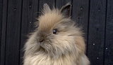 10 Popular Pet Rabbit Breeds 10 Popular Pet Rabbit Breeds