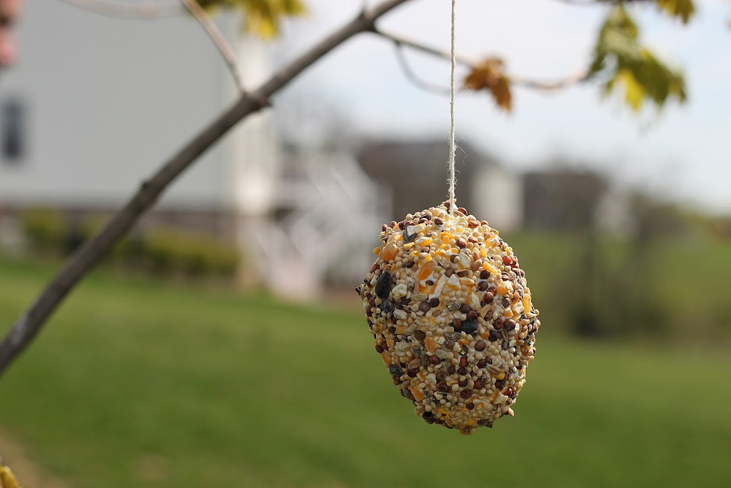 Bird Feeders Bird Feeders