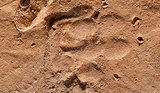 Ancient Puppy Paw Prints Found on Roman Tiles Ancient Puppy Paw Prints Found on Roman Tiles