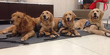 Comfort Dogs Return To Boston For Cuddles Ahead Of 2014 Marathon Comfort Dogs Return To Boston For Cuddles Ahead Of 2014 Marathon