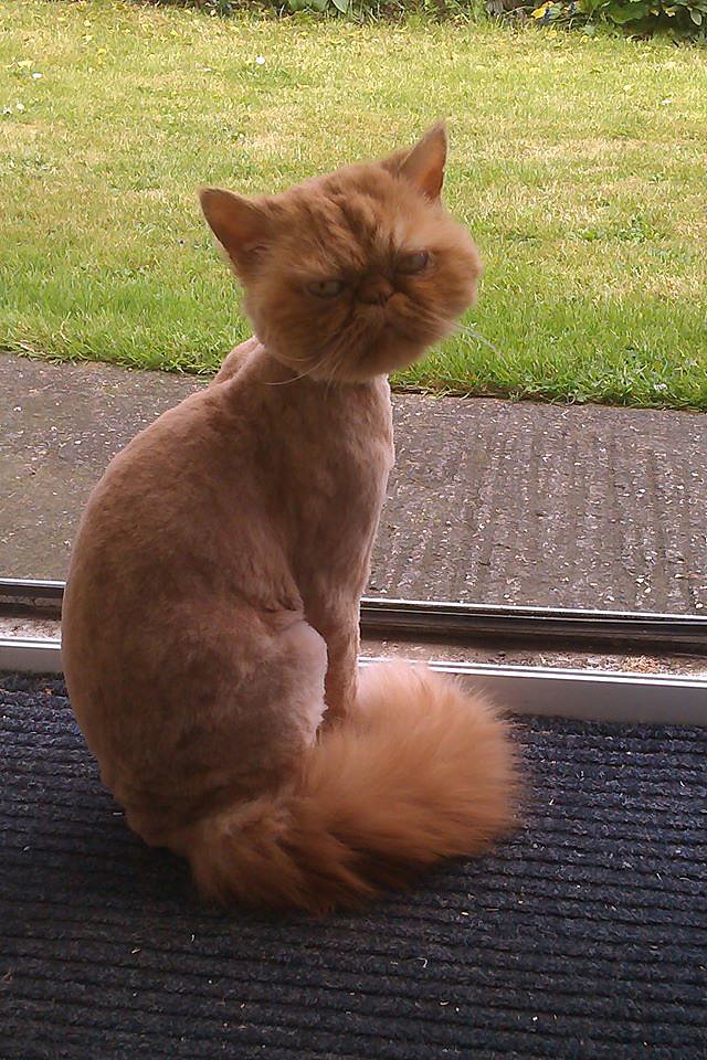 "The hot weather is coming, so my friend took his cat for a haircut."
Source: Reddit user best via Imgur
"The hot weather is coming, so my friend took his cat for a haircut."
Source: Reddit user best via Imgur