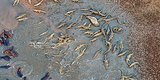 Massive Herd Of Hippos Faces Off With Hundreds Of Crocodiles In Epic Battle Of The Beasts (PHOTOS) Massive Herd Of Hippos Faces Off With Hundreds Of Crocodiles In Epic Battle Of The Beasts (PHOTOS)