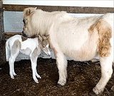 Mom Pony Saves Her Foal From Fire Mom Pony Saves Her Foal From Fire