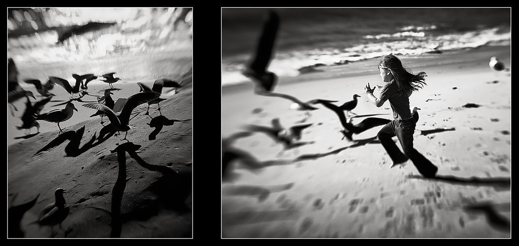 Bird Chasing Bird Chasing