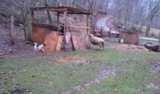 Dog and Sheep Play Hide-and-Seek Dog and Sheep Play Hide-and-Seek