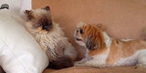 Here's Proof That Dogs Just Desperately Want To Be Friends With Cats Here's Proof That Dogs Just Desperately Want To Be Friends With Cats