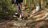 Second Thoughts on Retractable Leashes Second Thoughts on Retractable Leashes