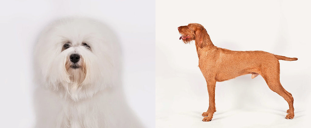 American Kennel Club Recognizes 2 New Breeds American Kennel Club Recognizes 2 New Breeds