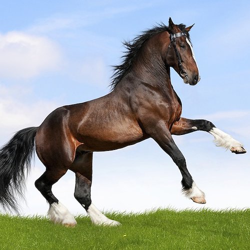 Image Image