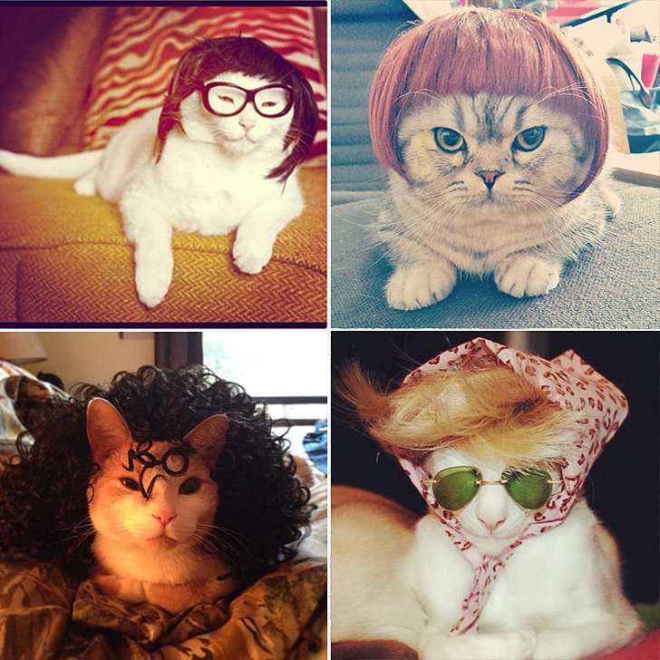 Is There Anything Better Than Cats Wearing Wigs? Is There Anything Better Than Cats Wearing Wigs?