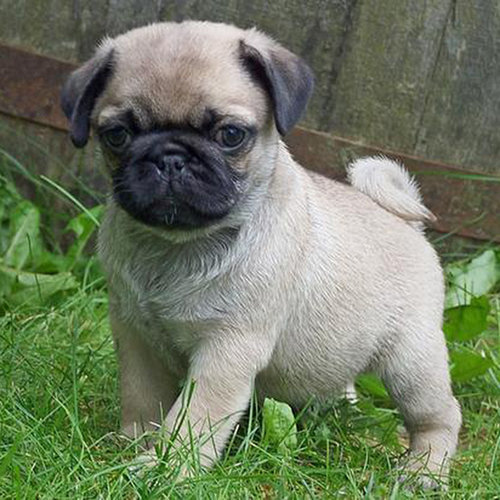 Puppy A