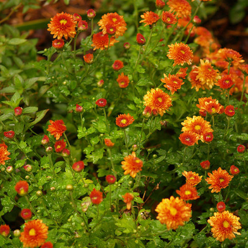 Flower E