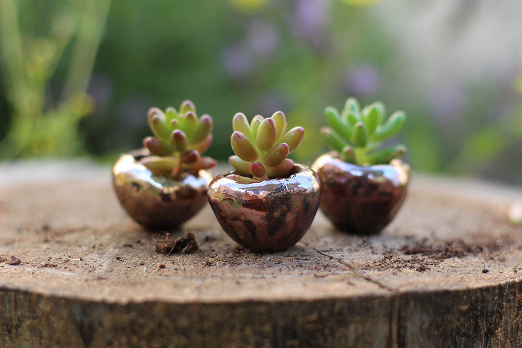 Mini Succulents Mini Succulents