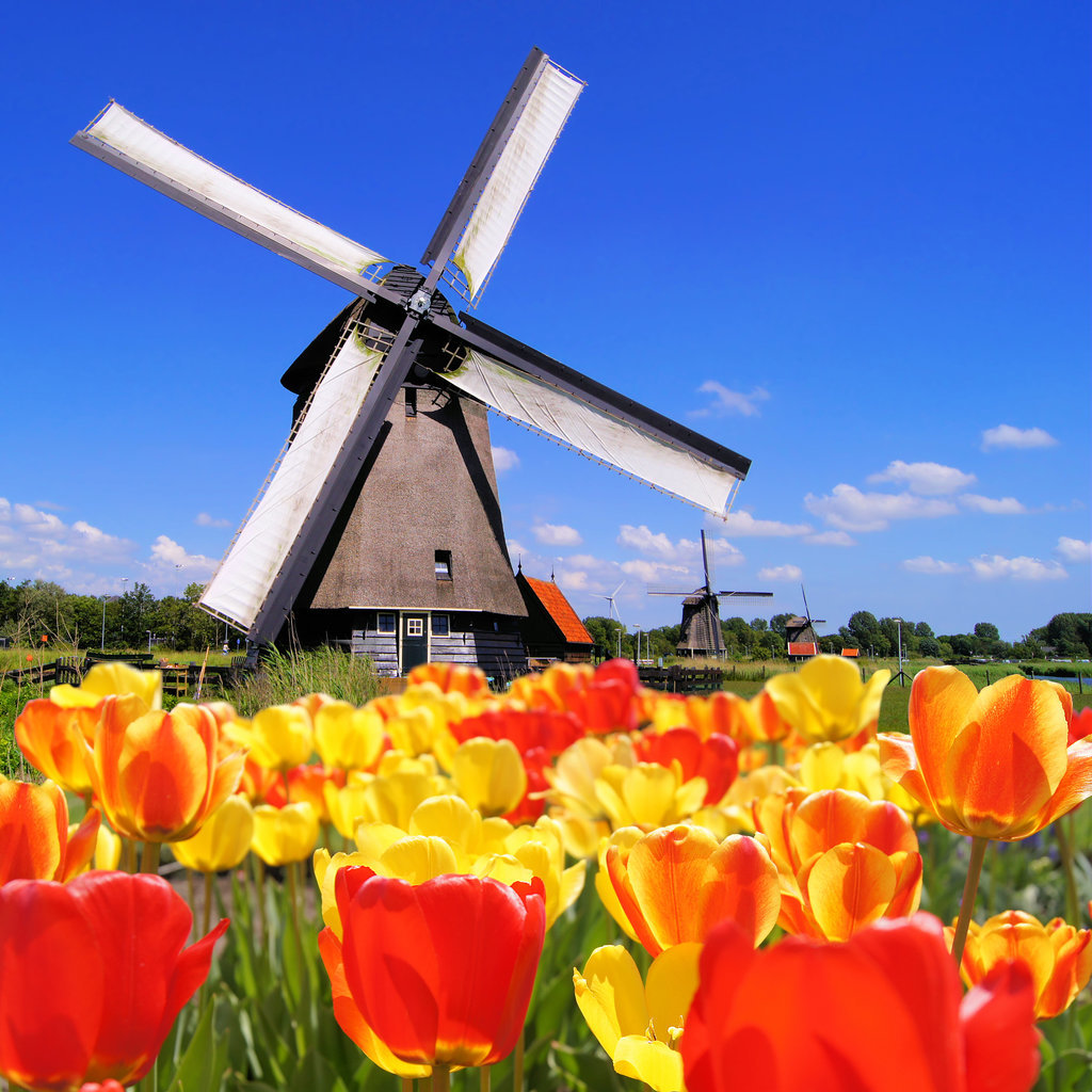 Frolic Among the Tulips in Holland Frolic Among the Tulips in Holland