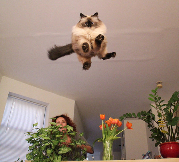 "Fluffiest pounce ever."
Source: Reddit user yall_cray via Imgur
"Fluffiest pounce ever."
Source: Reddit user yall_cray via Imgur