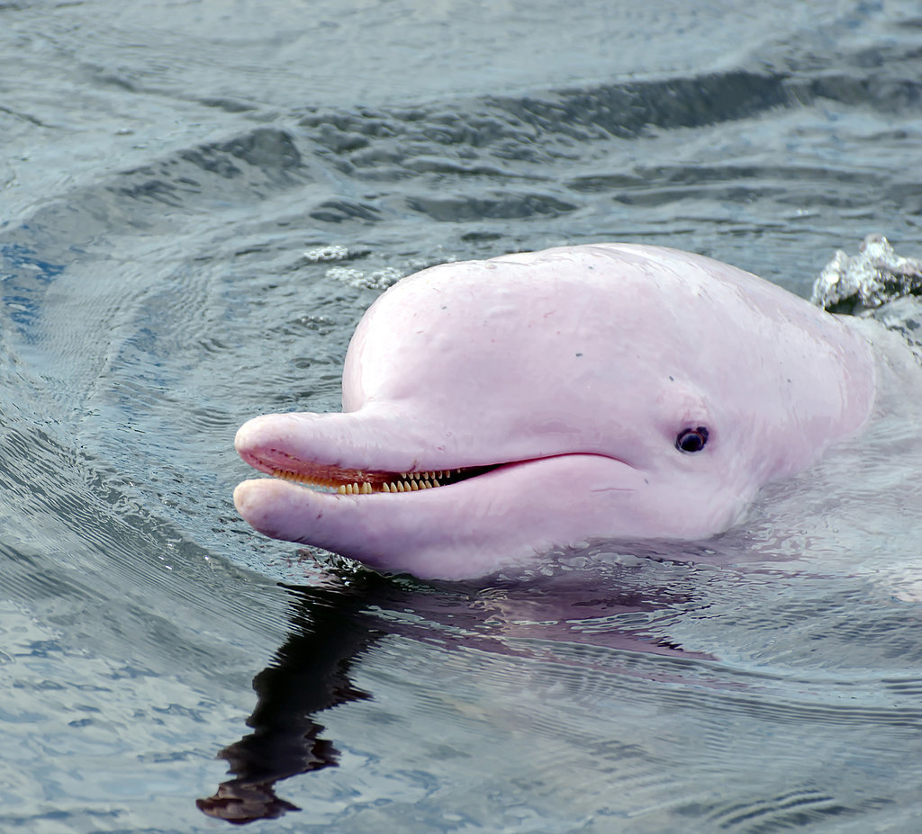 Swim With the Pink Dolphins in the Amazon Swim With the Pink Dolphins in the Amazon