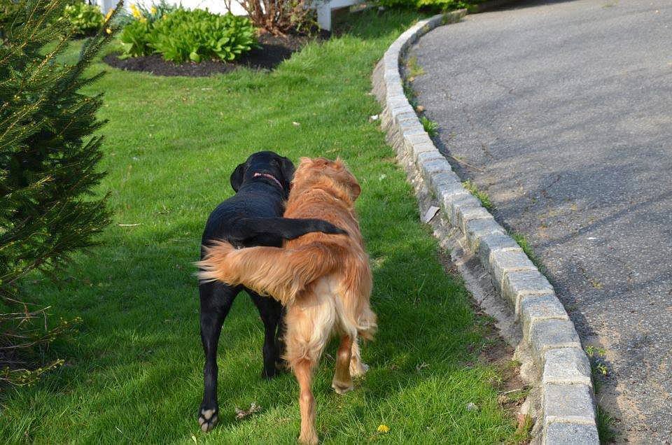 "Besties."
Source: Reddit user InsideLight via Imgur
"Besties."
Source: Reddit user InsideLight via Imgur