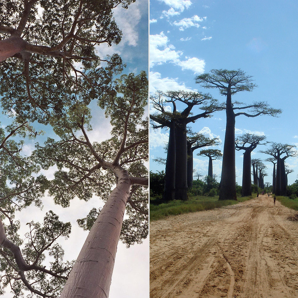 Avenue of the Baobabs, Madagascar Avenue of the Baobabs, Madagascar