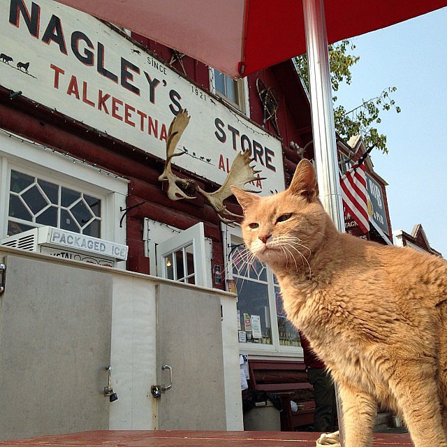The Mayor of an Alaskan Town Is a Cat The Mayor of an Alaskan Town Is a Cat