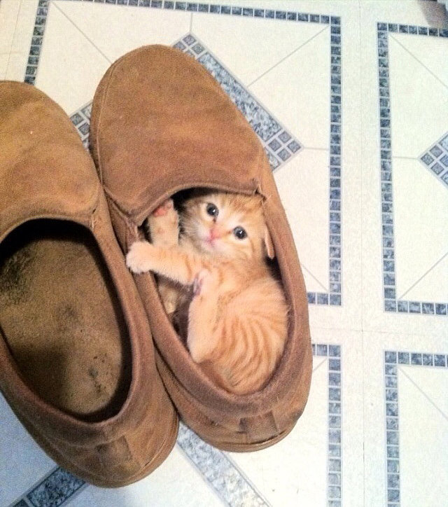 "Ummm someone stole my shoe . . ."
Source: Imgur user deckpumps_n_deldos
"Ummm someone stole my shoe . . ."
Source: Imgur user deckpumps_n_deldos