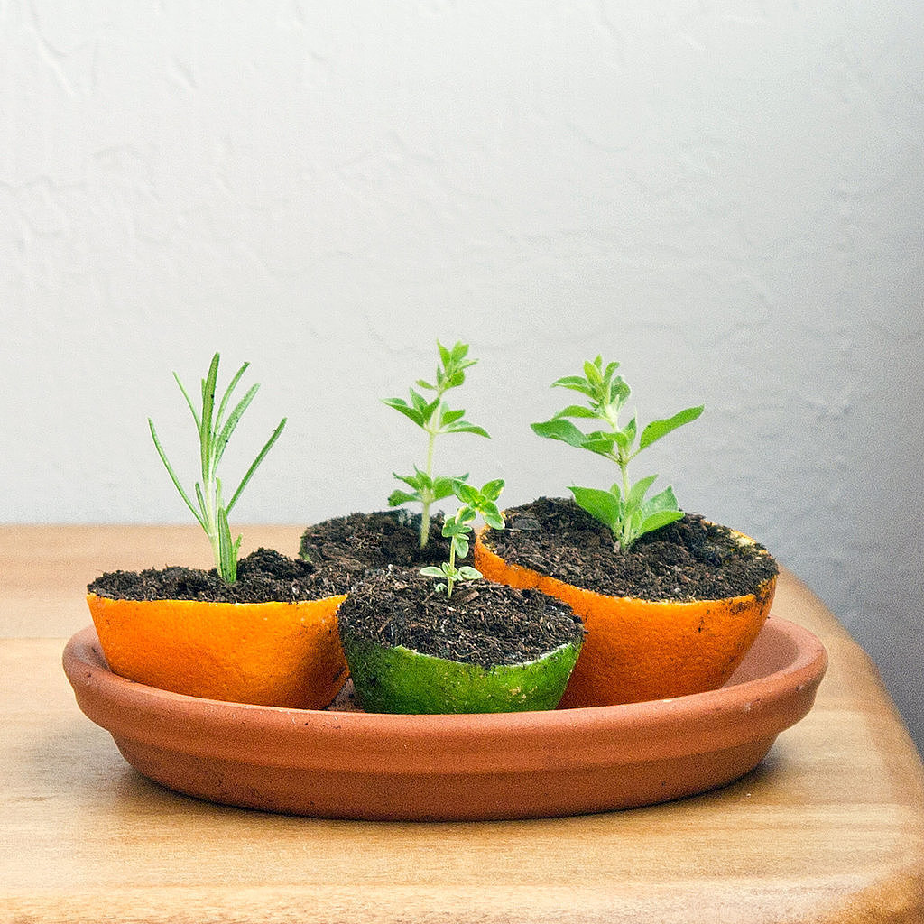 Grow a Herb Garden Grow a Herb Garden