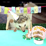 Hedgehog Eating Tiny Cake | Video Hedgehog Eating Tiny Cake | Video