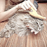 Let's Talk: Do You Have Trouble Brushing Your Cat’s Fur? Let's Talk: Do You Have Trouble Brushing Your Cat’s Fur?